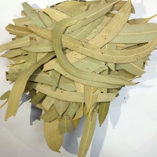 Nilgiri (Patta) - Eucalyptus (Leaves) - Eucalyptus Globulus by IndianJadiBooti Nilgiri (Patta) - Eucalyptus (Leaves) - Eucalyptus Globulus by IndianJadiBooti