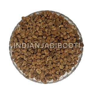 Bidhara (Seeds) (Edible) - Beej Vidhara Asli - Vruddhadaru - Argyreia Nervosa - Elephant Creeper - Argyreia Speciosa - Hawaiian Baby Woodrose - Vriddhadaru - Adhoguda by IndianJadiBooti Bidhara (Seeds) (Edible) - Beej Vidhara Asli - Vruddhadaru - Argyreia Nervosa - Elephant Creeper - Argyreia Speciosa - Hawaiian Baby Woodrose - Vriddhadaru - Adhoguda by IndianJadiBooti