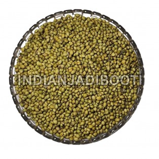 Dhaniya (Sabut) (Beej) - Coriander (Seeds) - Dhania - Dhanyaka - Coriandrum Sativum by IndianJadiBooti Dhaniya (Sabut) (Beej) - Coriander (Seeds) - Dhania - Dhanyaka - Coriandrum Sativum by IndianJadiBooti