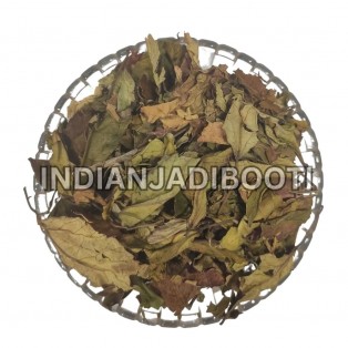 Hibiscus (Leaves) - Gudhal (Patta) - Jaswand - Japa Pushpa - China Rose - Javakusum - Rosa Sinesis by IndianJadiBooti Hibiscus (Leaves) - Gudhal (Patta) - Jaswand - Japa Pushpa - China Rose - Javakusum - Rosa Sinesis by IndianJadiBooti