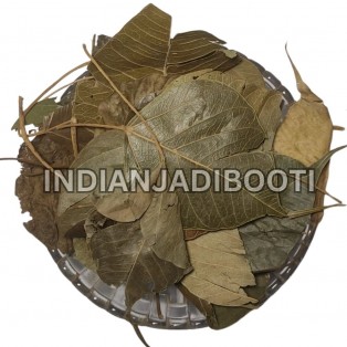 Pipal (Leaves) - Peepal (Patta) - Ficus Religiosa by IndianJadiBooti