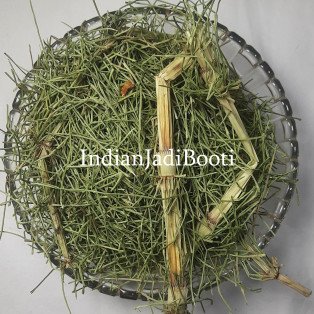 Horsetail Dried (Panchang Format) for Tea - Equisetum Arvense - Horse Tail - Snake Grass - Puzzlegrass by IndianJadiBooti