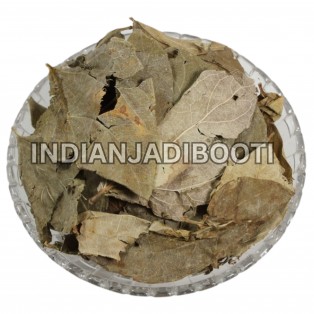 Harsingar (Leaves) - Parijat Leaves - Night Jasmine - Coral Jasmine - Nyctanthes Arbor-Tristis by IndianJadiBooti Harsingar (Leaves) - Parijat Leaves - Night Jasmine - Coral Jasmine - Nyctanthes Arbor-Tristis by IndianJadiBooti