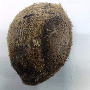 Ekakshee Nariyal - Ekakshi Nariyal - Dariyai Nariyal - Sea Coconut - One Eyed Coconut - Dariyayi Coconut - Samudri Nariyal (Length 8 Cm) ( Weight 50Gm) by IndianJadiBooti