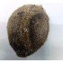 Ekakshee Nariyal - Ekakshi Nariyal - Dariyai Nariyal - Sea Coconut - One Eyed Coconut - Dariyayi Coconut - Samudri Nariyal (Length 8 Cm) ( Weight 50Gm) by IndianJadiBooti