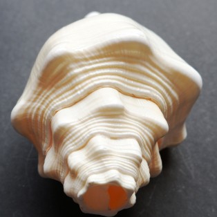 Murli Shankh (Height19 Cm) (Weight 350 to400 Gm) by IndianJadiBooti