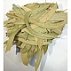 Nilgiri (Patta) - Eucalyptus (Leaves) - Eucalyptus Globulus by IndianJadiBooti