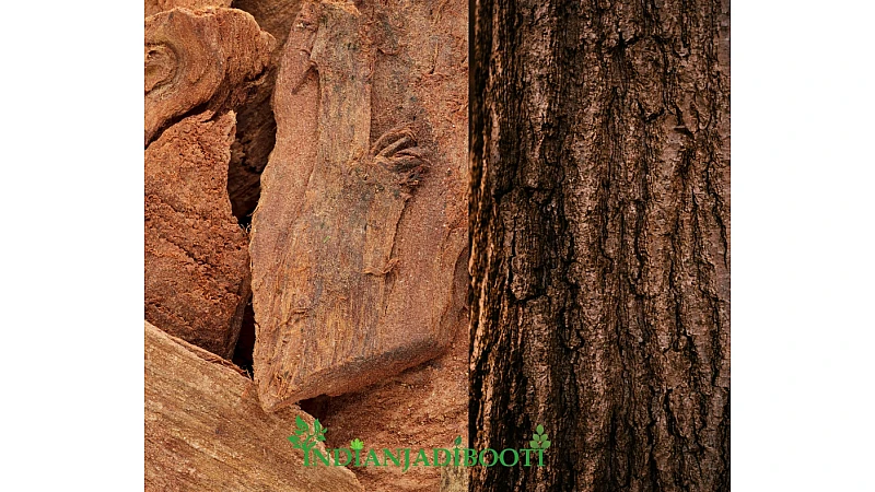 Benefits, Precautions and Dosage of Arjun Bark | How to Use Arjun Bark