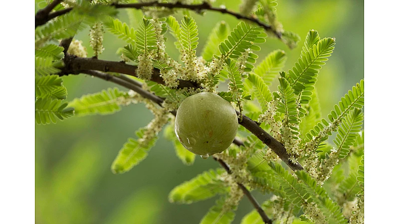 Amla Benefits, Uses & Complete Guide – Powder, Oil, Murabba & Dried Amla