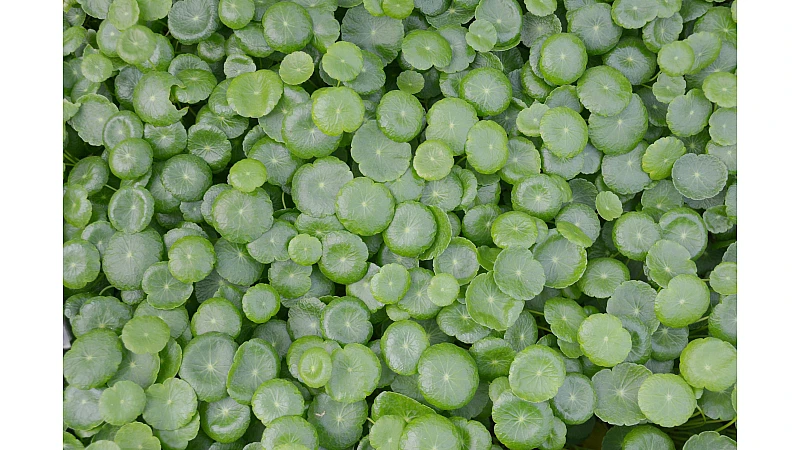 Brahmi Benefits for Brain Health – Memory, Focus & Mental Clarity