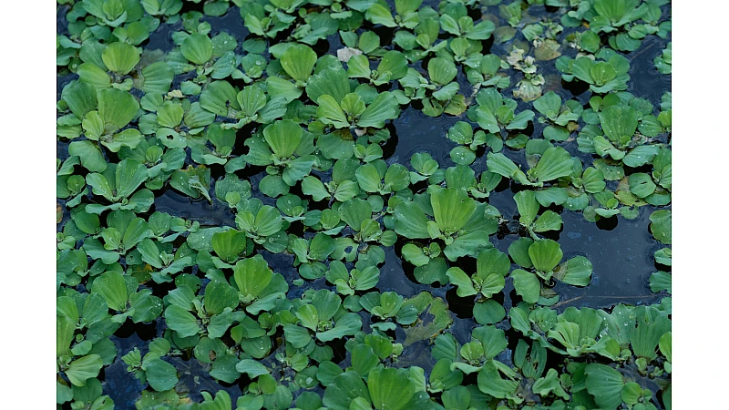 Brahmi for Memory Improvement – Natural Brain Booster Guide