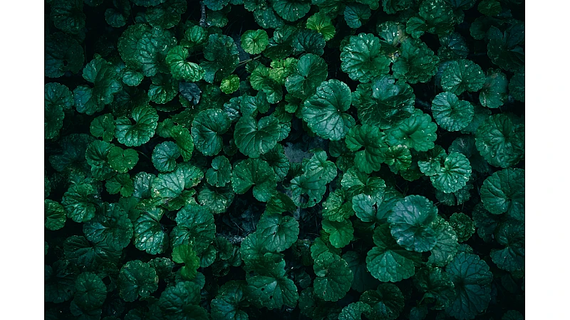 Brahmi for Stress & Anxiety – Natural Calm Mind Ayurvedic Herb