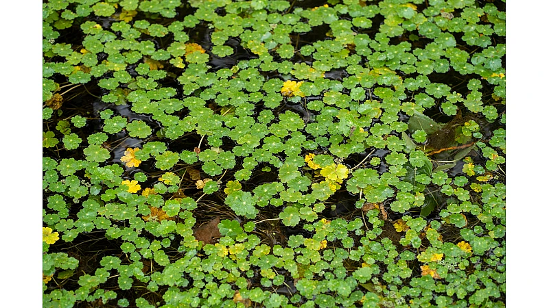 Brahmi Side Effects – Safety, Dosage & Precautions Guide