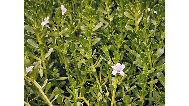 Jal Brahmi Benefits – Bacopa Monnieri Uses for Brain, Memory & Stress