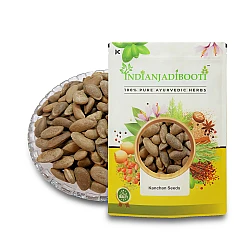 Kanchan (Seeds) - Beej Kanchan - Champak Seed - Sampangi - Michelia Champaca by IndianJadiBooti