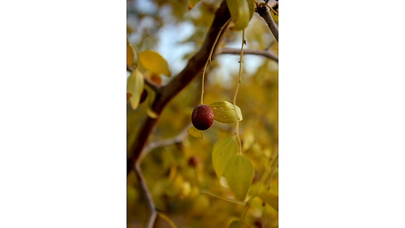 Jojoba Seeds vs Jojoba Oil – Differences, Benefits, Uses & Which is Better