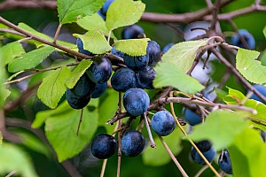 Prunes Benefits – Digestion, Weight Loss, Skin, Hair & Complete Health Guide