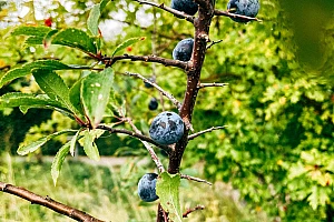 How to Use Prunes Daily – For Digestion, Weight Loss, Skin & Best Time to Eat