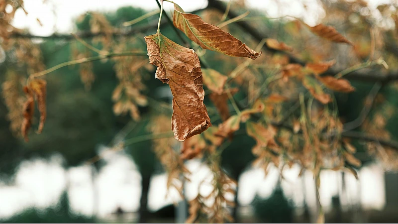 Shisham Leaves Uses: How to Use for Health, Skin & Daily Wellness