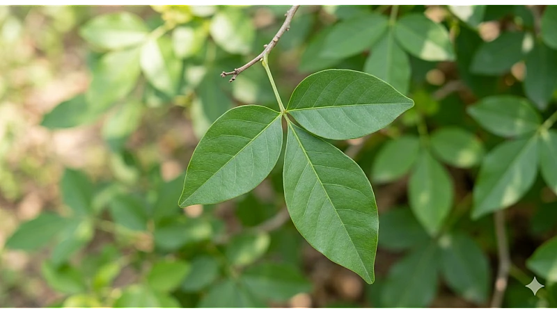 Bael (Bel) Leaves Benefits, Uses & Ayurvedic Guide for Health