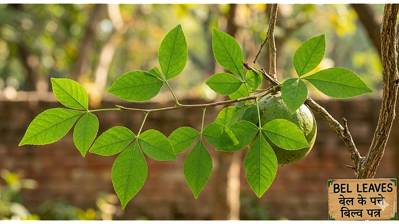 Bael Leaves Side Effects – Safety, Dosage & Precautions Guide