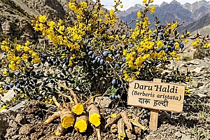 Daru Haldi Benefits: Uses, Identification, Buying Guide