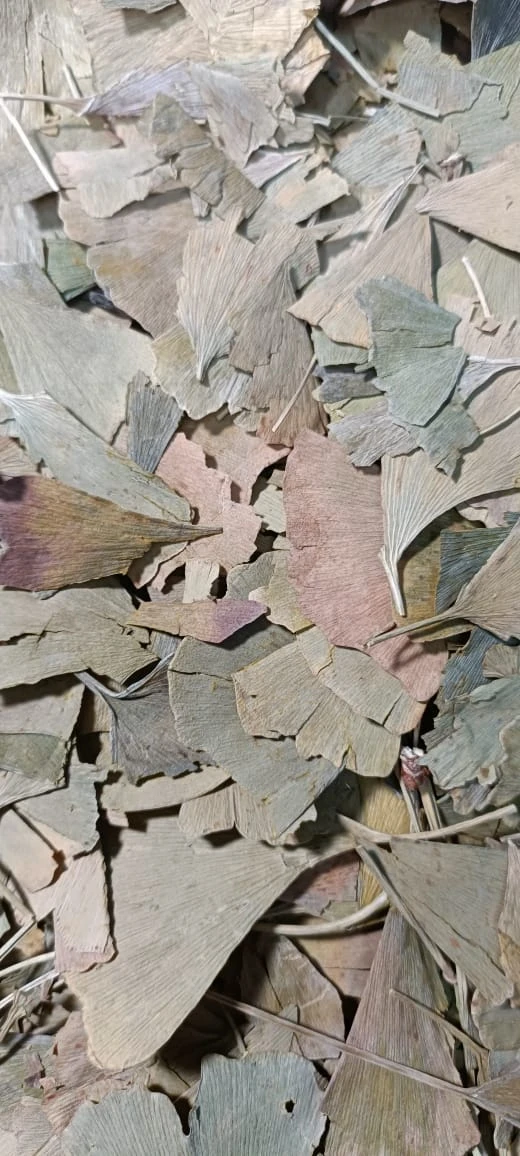 Ginkgo Biloba Leaves