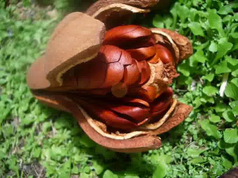 mahogany